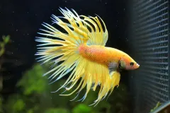 anh-nen-ca-betta-cho-may-tinh-3