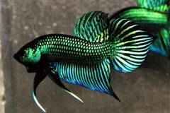 hinh-nen-ca-betta-3d-cho-may-tinh-1