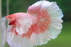 hinh-nen-ca-betta-3d-cho-may-tinh-2