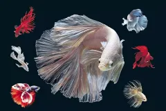 hinh-nen-ca-betta-4k-cho-may-tinh-1