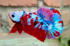 hinh-nen-ca-betta-4k-cho-may-tinh-2