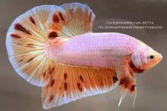 hinh-nen-ca-betta-cho-may-tinh-1