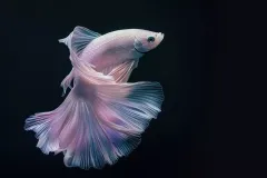 hinh-nen-ca-betta-cho-may-tinh-2