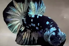 hinh-nen-ca-betta-cho-may-tinh-3