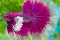 hinh-nen-ca-betta-dep-nhat-cho-may-tinh