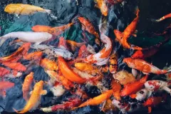 hinh-nen-dep-ca-cho-may-tinh-2