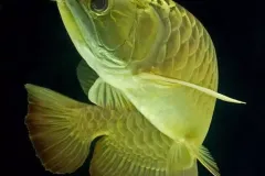 hinh-nen-ca-rong-cho-dien-thoai-3