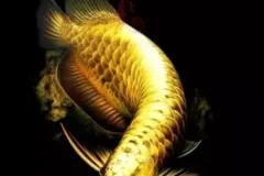 hinh-nen-ca-rong-dep-cho-dien-thoai-1