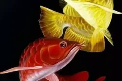 hinh-nen-ca-rong-dep-cho-dien-thoai-2