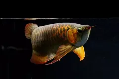 hinh-nen-ca-rong-4k-cho-may-tinh-4