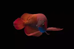 hinh-nen-ca-rong-4k-cho-may-tinh-5