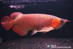 hinh-nen-ca-rong-hd-cho-may-tinh-2