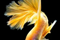 hinh-nen-ca-vang-4K-Full-HD-cho-dien-thoai-9