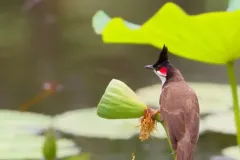 hinh-nen-chao-mao-cho-dien-thoai-1