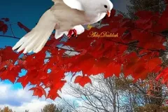 hinh-nen-bo-cau-cho-dien-thoai-1