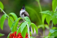 hinh-nen-chim-chao-mao-cho-may-tinh-1