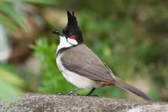 hinh-nen-chim-chao-mao-cho-may-tinh-2