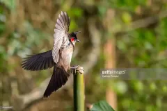 hinh-nen-chim-chao-mao-dep-cho-may-tinh-1
