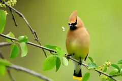 hinh-nen-con-chim-cho-may-tinh-4