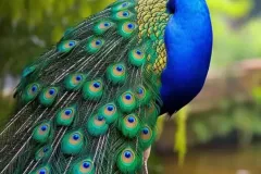 hinh-nen-dien-thoai-con-cong-1