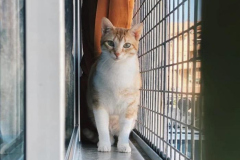 Ảnh mèo con cute