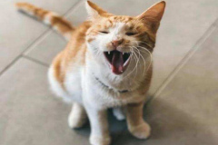 Ảnh mèo con cute