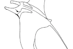 hinh-ve-ca-duoi-10