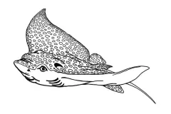 hinh-ve-ca-duoi-2