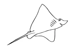 hinh-ve-ca-duoi-5