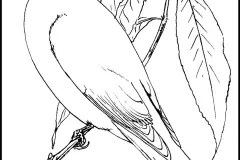 hinh-ve-chao-mao-5