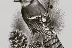 hinh-ve-chim-chao-mao-5