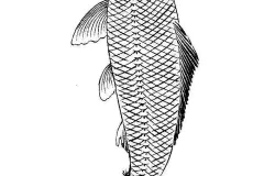 anh-ca-chep-ve