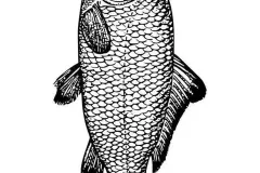 hinh-anh-ca-chep-ve-1