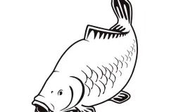 hinh-anh-ca-chep-ve-2