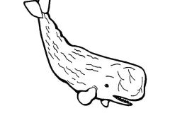hinh-ve-con-ca-voi-1