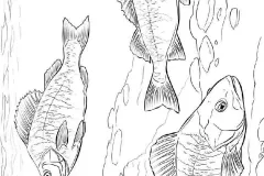 hinh-anh-ve-ca-3