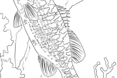 hinh-anh-ve-ca-5