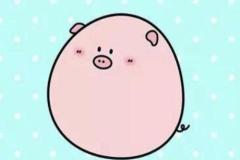 Tranh vẽ con heo chibi cute đơn giản dễ vẽ cho bé yêu