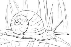 ve-hinh-con-oc-sen-3