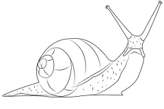 ve-hinh-con-oc-sen-4
