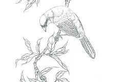 hinh-ve-con-vet-14