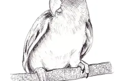 hinh-ve-con-vet-16