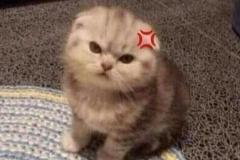 meme ảnh mèo giận dỗi đáng yêu bựa
