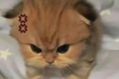 meme ảnh mèo giận dỗi đáng yêu bựa