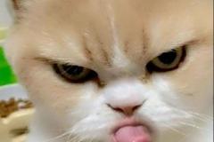 meme ảnh mèo giận dỗi đáng yêu bựa