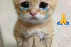 Ảnh mèo mướp meme cute