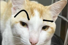 meme ảnh mèo giận dỗi đáng yêu bựa
