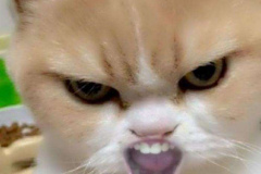 meme ảnh mèo giận dỗi đáng yêu bựa