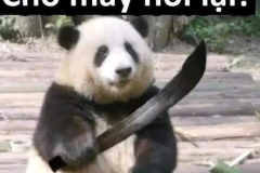 Ảnh gấu trúc cầm dao meme bựa
