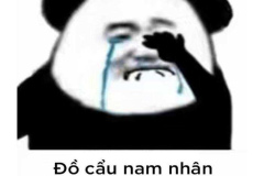 Gấu trúc khóc ảnh hài hước